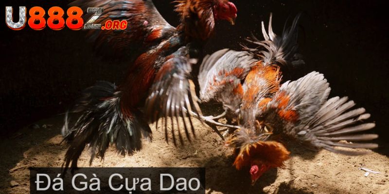 Cách xem và cược đá gà cựa dao chuyên nghiệp