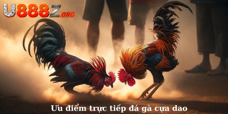 Sức hấp dẫn người xem thưởng thức đá gà cựa dao