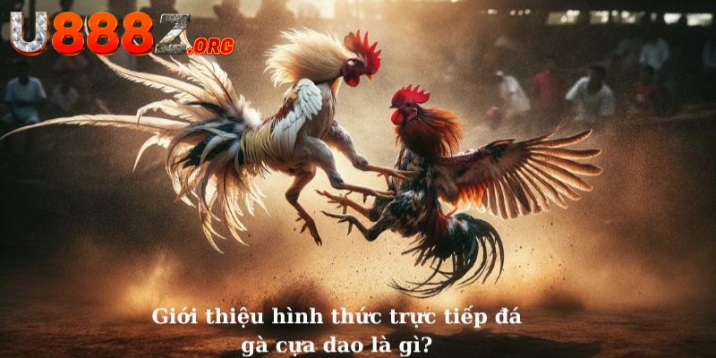 Thưởng thức trực tiếp đá gà cựa dao siêu đỉnh full HD