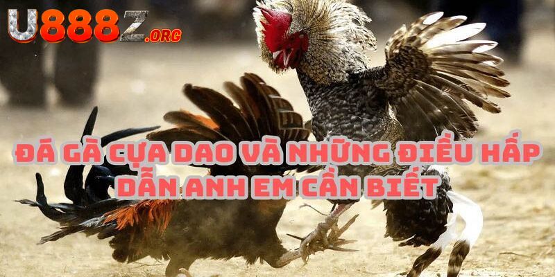 Đá Gà Cựa Dao - Đá Gà Online Đẳng Cấp Và Chuyên Nghiệp Nhất 2024